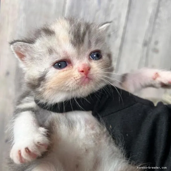 ID:2208-02893の子猫