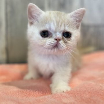ミヌエット(短足)【兵庫県・女の子・2023年3月5日・クリームタビー】の写真「両親PKDノーマルの可愛い〜女の子^ - ^」