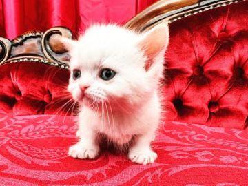 ミヌエット【兵庫県・男の子・2022年1月25日・クリームポイント】の写真「とっても可愛いニャンに是非会いに来てください^_^」