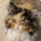 エキゾチックショートヘア【兵庫県・女の子・2023年3月12日・キャリコ】の写真1