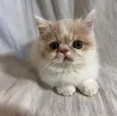 ミヌエット(短足)【兵庫県・男の子・2022年10月20日・クリーム&ホワイト】の写真1