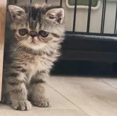 エキゾチックショートヘア【兵庫県・女の子・2024年4月1日・ブラウンパッチどタビー】の写真1