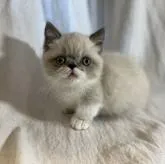 ミヌエット(短足)【兵庫県・男の子・2022年10月20日・ブルーポイント&ホワイト】の写真1