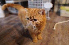エキゾチックショートヘア【・男の子・2019年8月5日・レッドタビー】