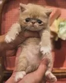 エキゾチックショートヘア【兵庫県・女の子・2024年5月20日・クリームタビー&ホワイト】の写真2