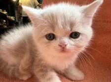 ミヌエット【兵庫県・男の子・2022年4月18日・クリームタビー&ホワイト】の写真3