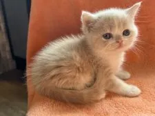 ミヌエット【兵庫県・男の子・2022年4月18日・クリームタビー&ホワイト】の写真4