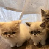 ミヌエット(短足)【兵庫県・男の子・2022年10月20日・ブルーポイント&ホワイト】の写真5