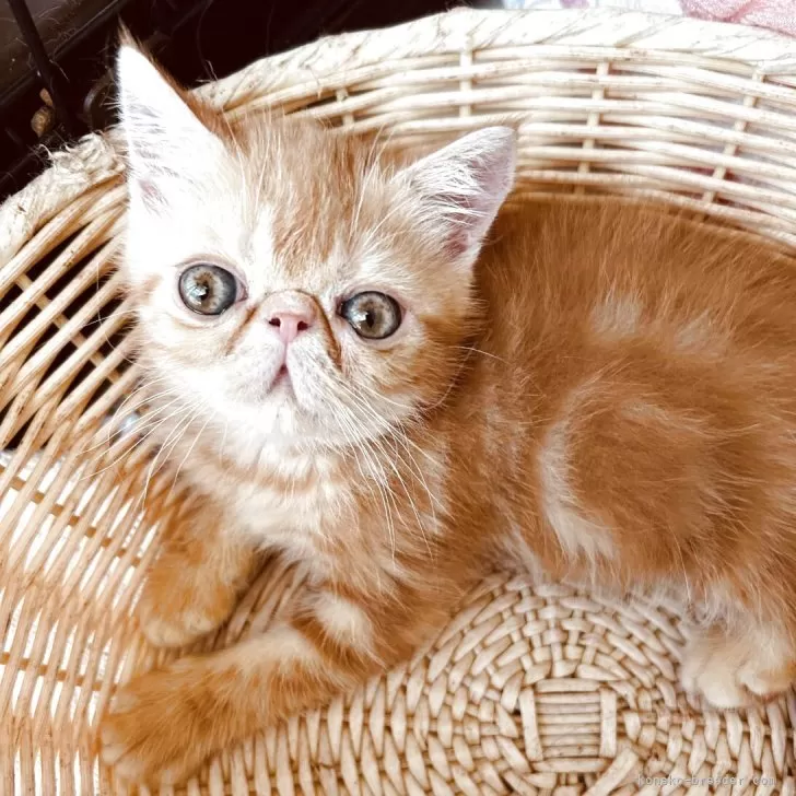 ID：2507-00621の子猫