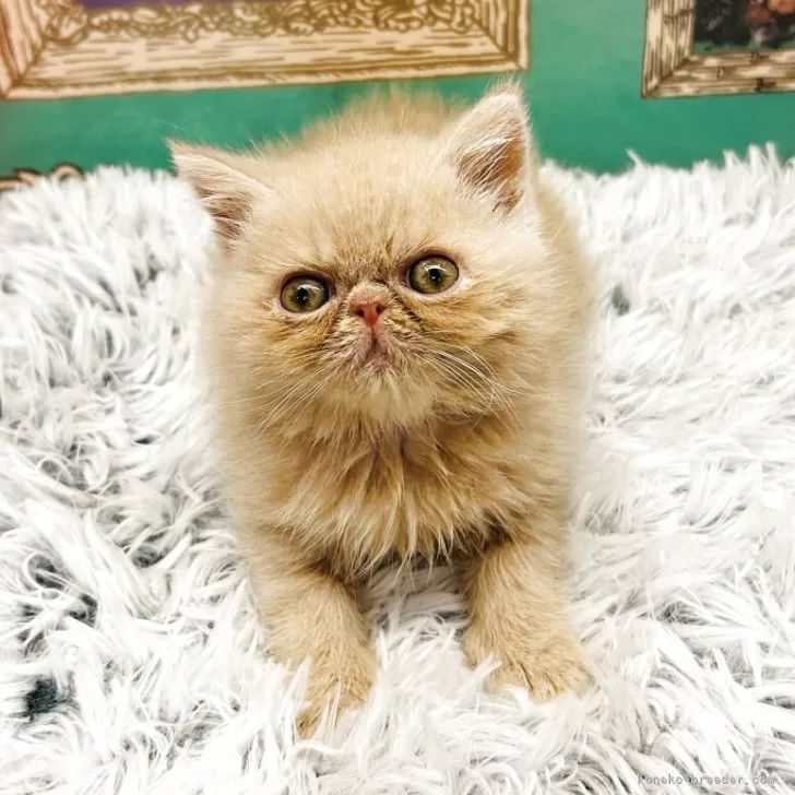 ID:2504-03329の子猫