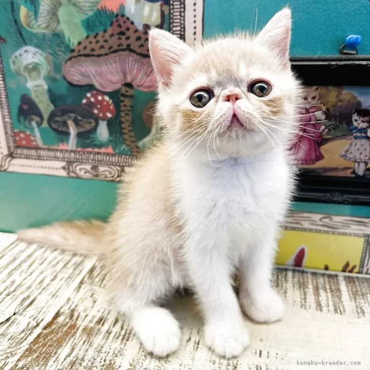 ID:2508-02639の子猫