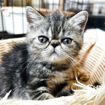 エキゾチックショートヘア【兵庫県・男の子・2025年5月27日・ブラウンタビー】の写真「とっても人懐っこい可愛い男の子🩷ブラウンタビー❣」