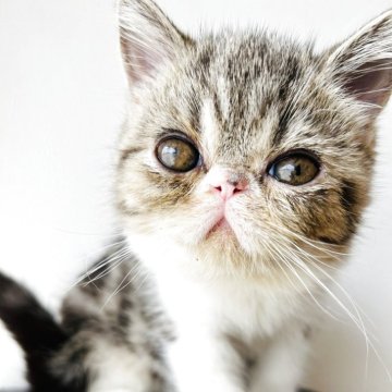 エキゾチックショートヘア【兵庫県・男の子・2025年9月2日・ブルータビー】の写真「超甘えた君でいつもゴロゴロ可愛い子❣️」