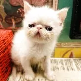 エキゾチックショートヘア