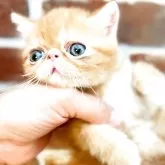 エキゾチックショートヘア