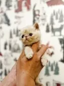 エキゾチックショートヘア【兵庫県・男の子・2025年3月29日・クリームタビー】の写真3
