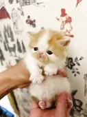 エキゾチックショートヘア【兵庫県・女の子・2025年4月1日・クリームタビーホワイト】の写真5