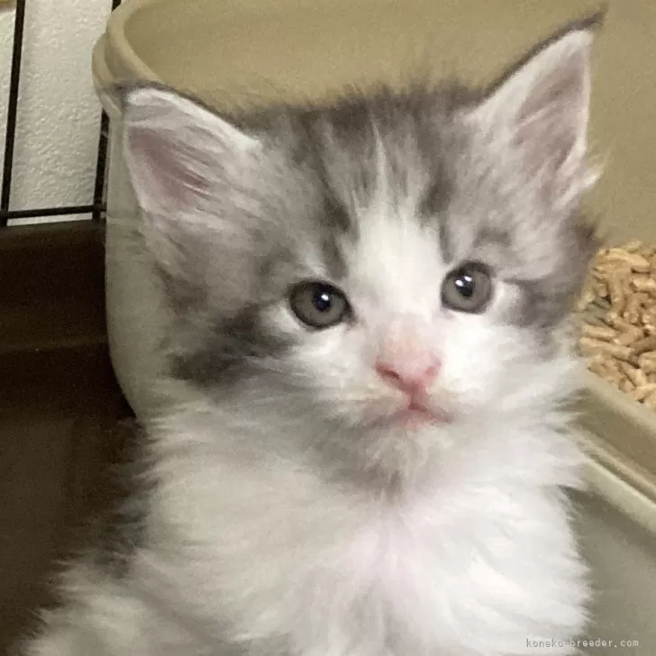 ID:2408-01219の子猫