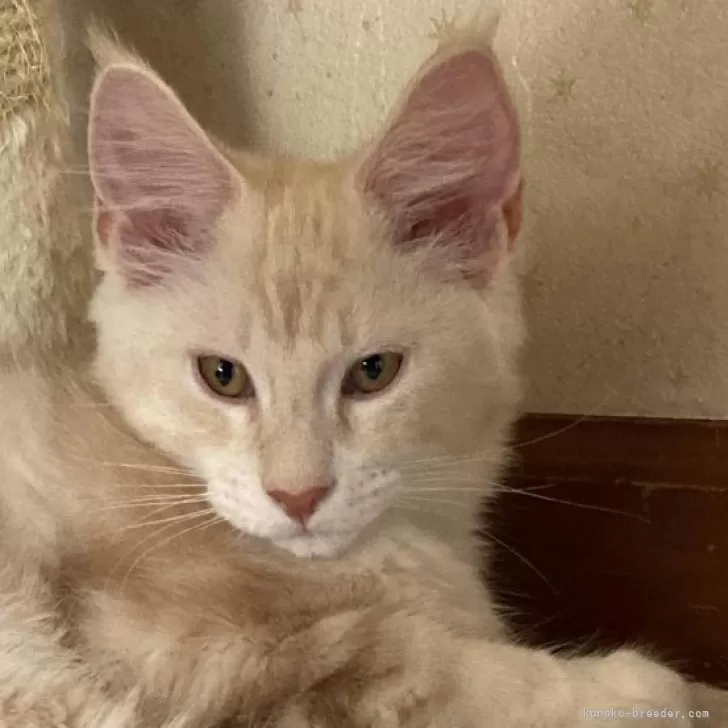 サヨ 様のお迎えした子猫