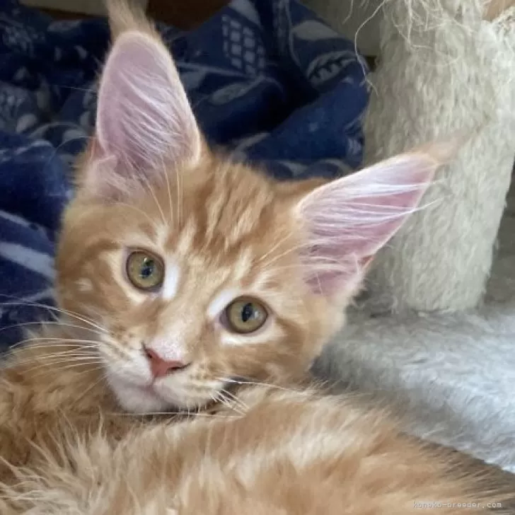 ID:2403-02105の子猫
