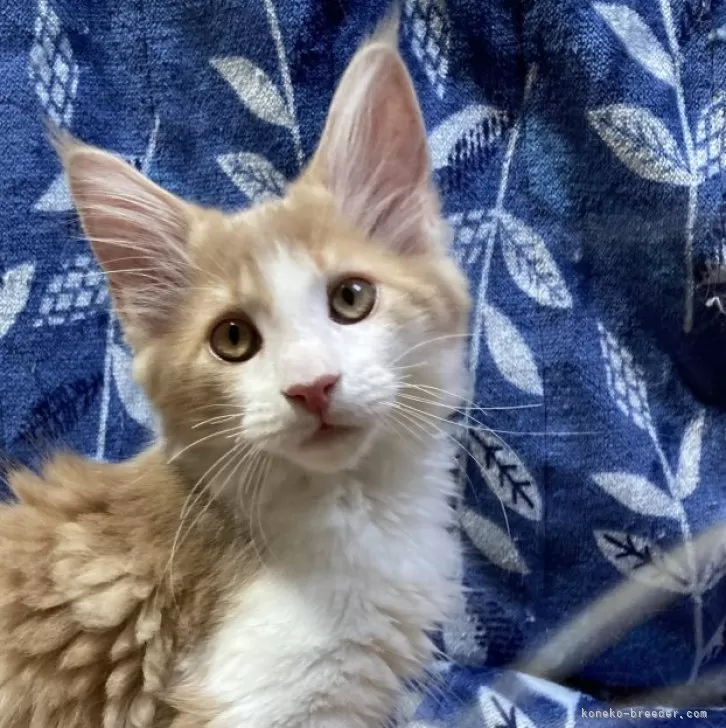 ID:2401-00327の子猫