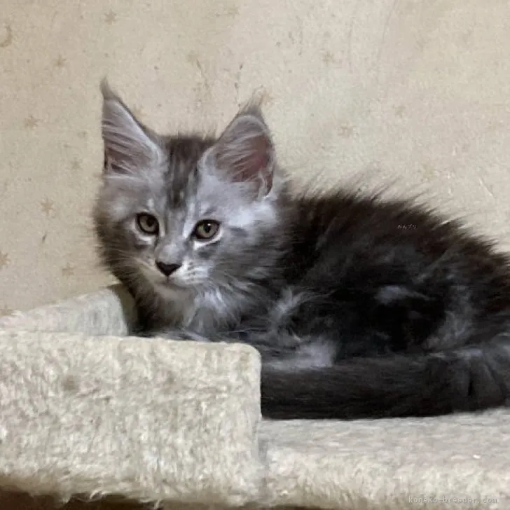 A.O 様のお迎えした子猫
