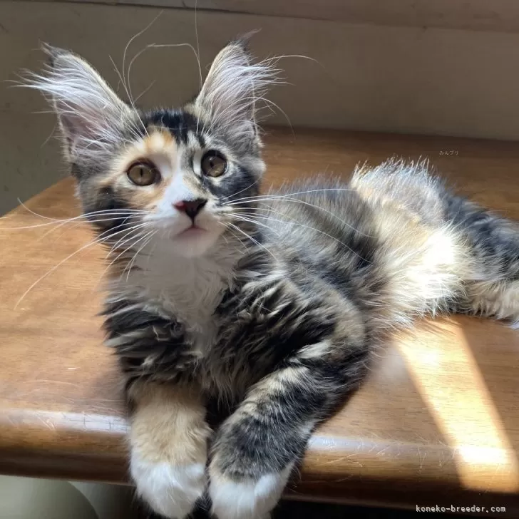 ID:2403-02102の子猫