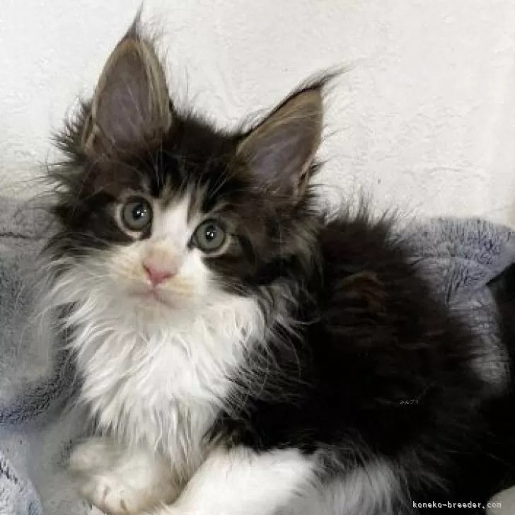 ID:2505-02441の子猫