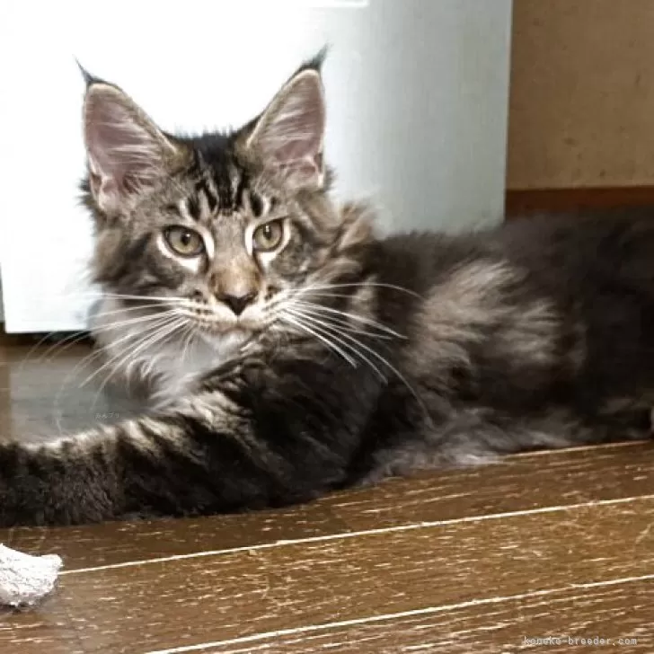 ID:2505-02443の子猫