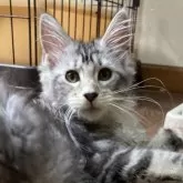 メインクーン