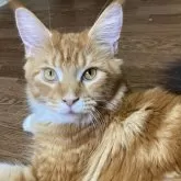 メインクーン