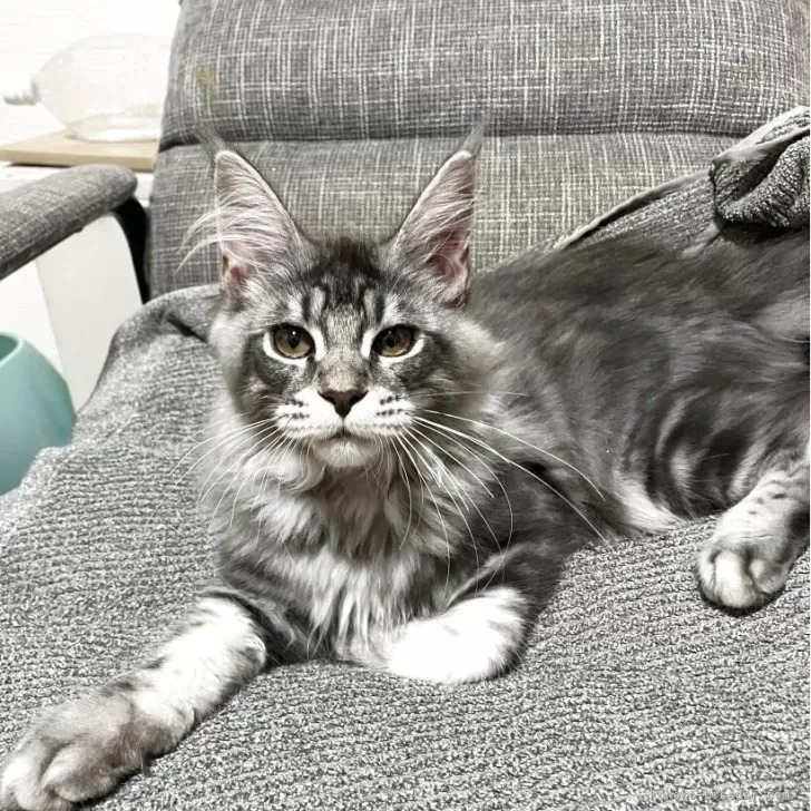 M.Y 様のお迎えした子猫