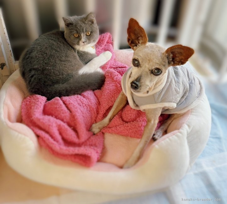 早川玲奈ブリーダーのブログ：あけましておめでとうございます🎍