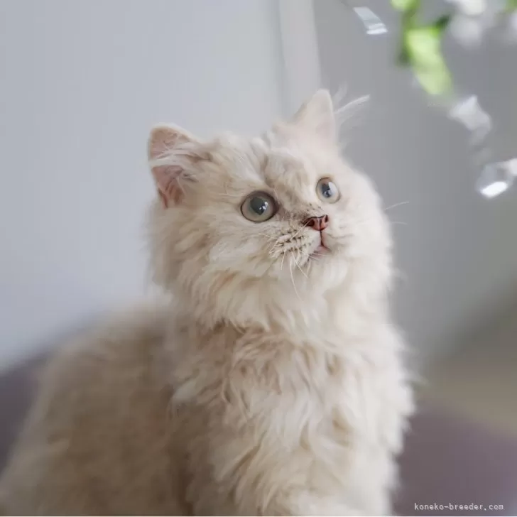 ID:2407-02835の子猫