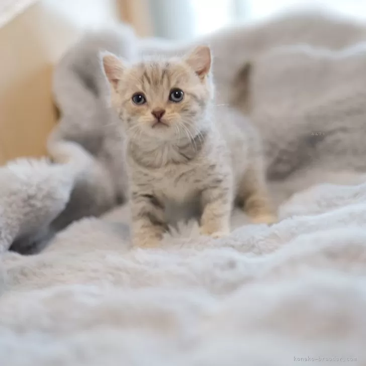 ID：2510-02652の子猫