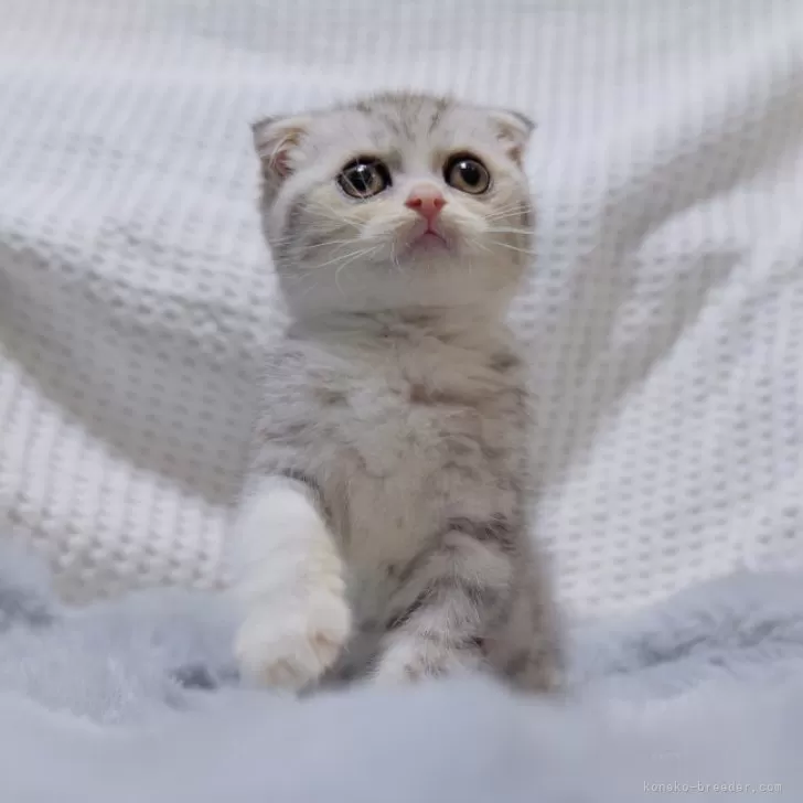 M.Y 様のお迎えした子猫