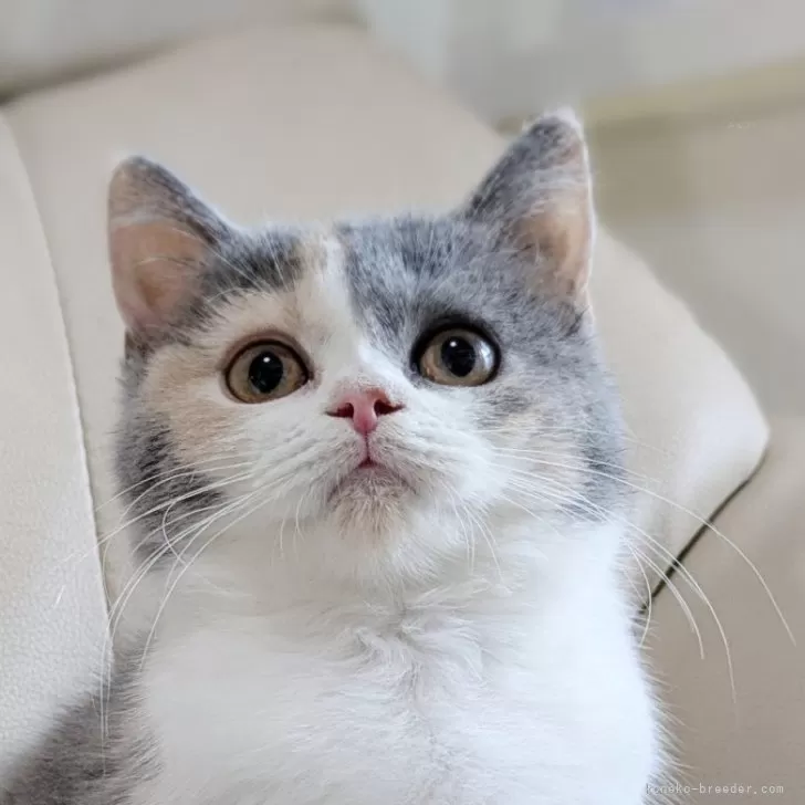 W.I 様のお迎えした子猫