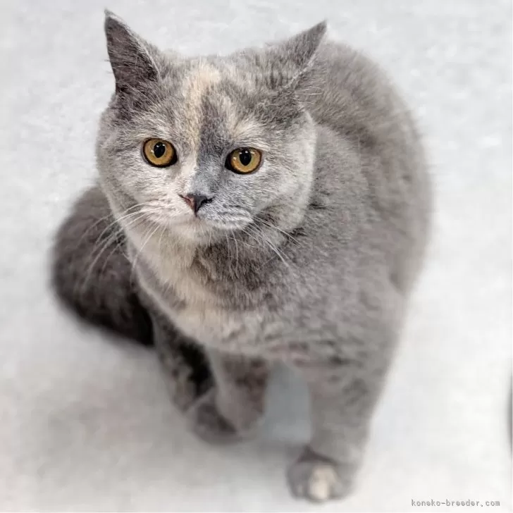 ブリティッシュショートヘア【東京都・女の子・2024年11月25日・ブルークリーム】の写真1