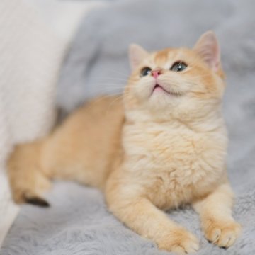 ブリティッシュショートヘア【東京都・男の子・2025年7月3日・ゴールデン（ショートヘアー）】の写真「🏆チャンピオン家系🏆福島県いわき店でも見学可」