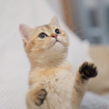 ブリティッシュショートヘア【東京都・女の子・2025年7月3日・チョコレートゴールデン（ショートヘアー）】の写真「🏆チャンピオン家系🏆福島県いわき店でも見学可」