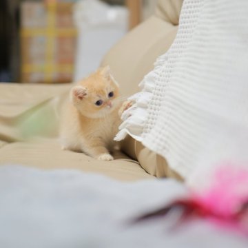 ブリティッシュショートヘア【東京都・男の子・2025年10月5日・クリーム（ショートヘアー）】の写真「🏆チャンピオン家系🏆福島県いわき店でも見学可」