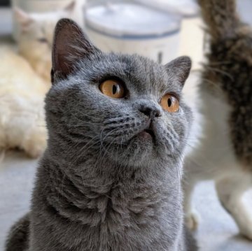 ブリティッシュショートヘア【東京都・女の子・2025年1月27日・ブルー（ショートヘア）】の写真「🏆チャンピオン家系🏆福島県いわき店でも見学可」