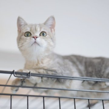 ブリティッシュショートヘア【東京都・女の子・2025年7月7日・ブルーテックドタビー（ショートヘア）】の写真「🏆チャンピオン家系🏆福島県いわき店でも見学可」