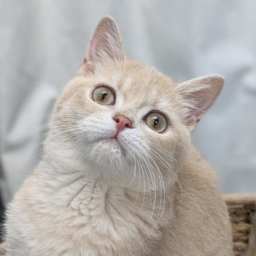 ブリティッシュショートヘア【東京都・男の子・2025年7月7日・クリーム（ショートヘアー）】の写真「🏆チャンピオン家系🏆福島県いわき店でも見学可」