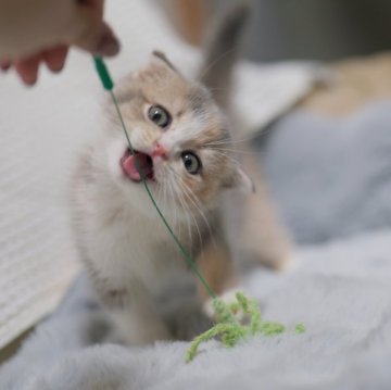 スコティッシュフォールド(折れ耳)【東京都・女の子・2025年10月31日・ダイリュートキャリコ（ショートヘア）】の写真「🏆チャンピオン家系🏆福島県いわき店でも見学可」