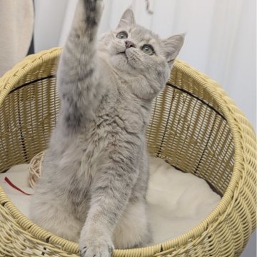 ブリティッシュショートヘア【東京都・男の子・2025年7月13日・ブルーゴールデン（ショートヘア）】の写真「🏆チャンピオン家系🏆福島県いわき店でも見学可」