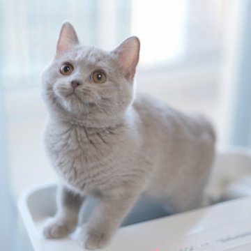 ブリティッシュショートヘア【東京都・女の子・2025年8月13日・ライラック（ショートヘア）】の写真「🏆チャンピオン家系🏆福島県いわき店でも見学可」