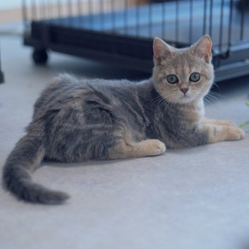 ブリティッシュショートヘア【東京都・女の子・2025年7月7日・ブルーテックドタビー（ショートヘア）】の写真「🏆チャンピオン家系🏆福島県いわき店でも見学可」