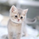 ブリティッシュショートヘア