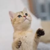 ブリティッシュショートヘア